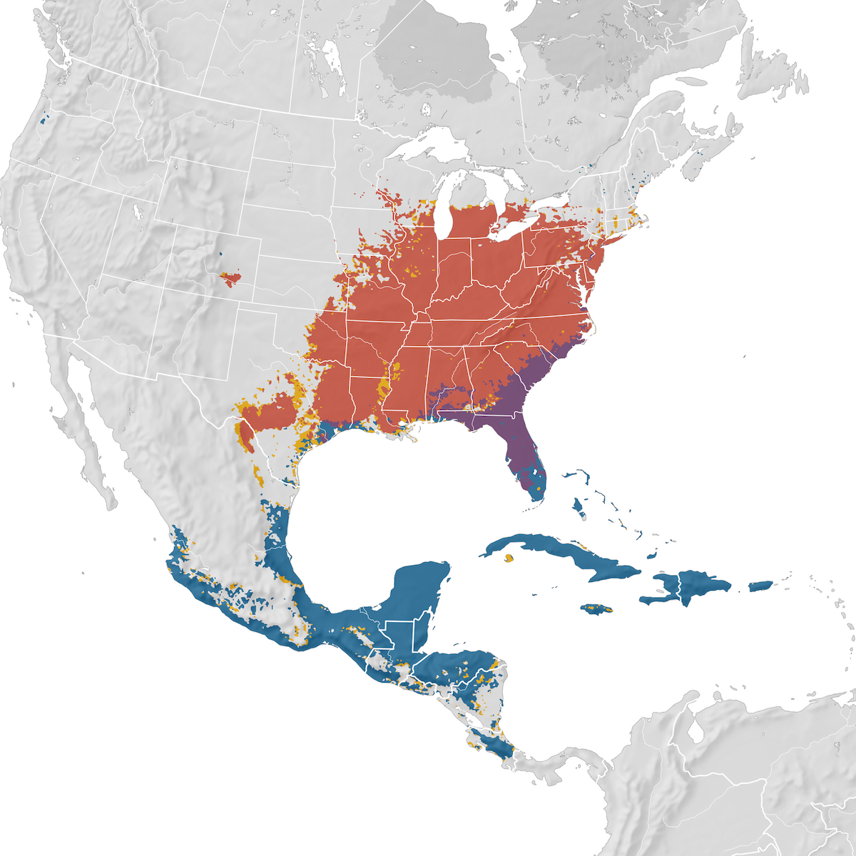 Yellow-throated Warbler - Range Map - EBird Status And Trends