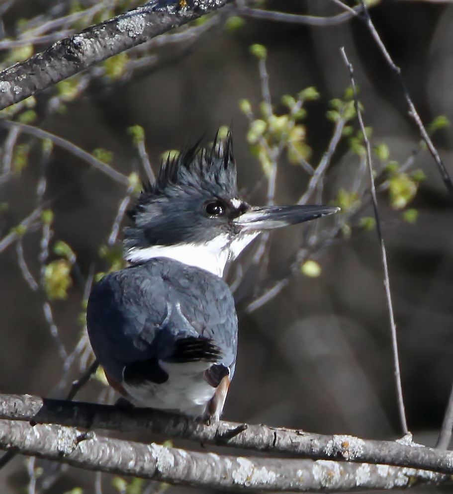 Belted Kingfisher - ML203508361