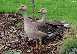 Greater White-fronted Goose, ML20350921
