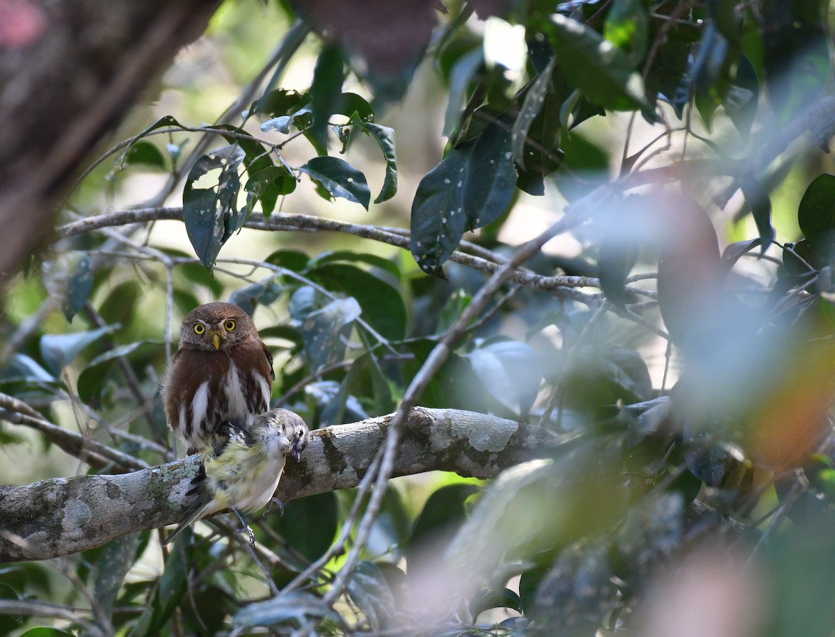 Tamaulipas Pygmy-Owl - ML203511441