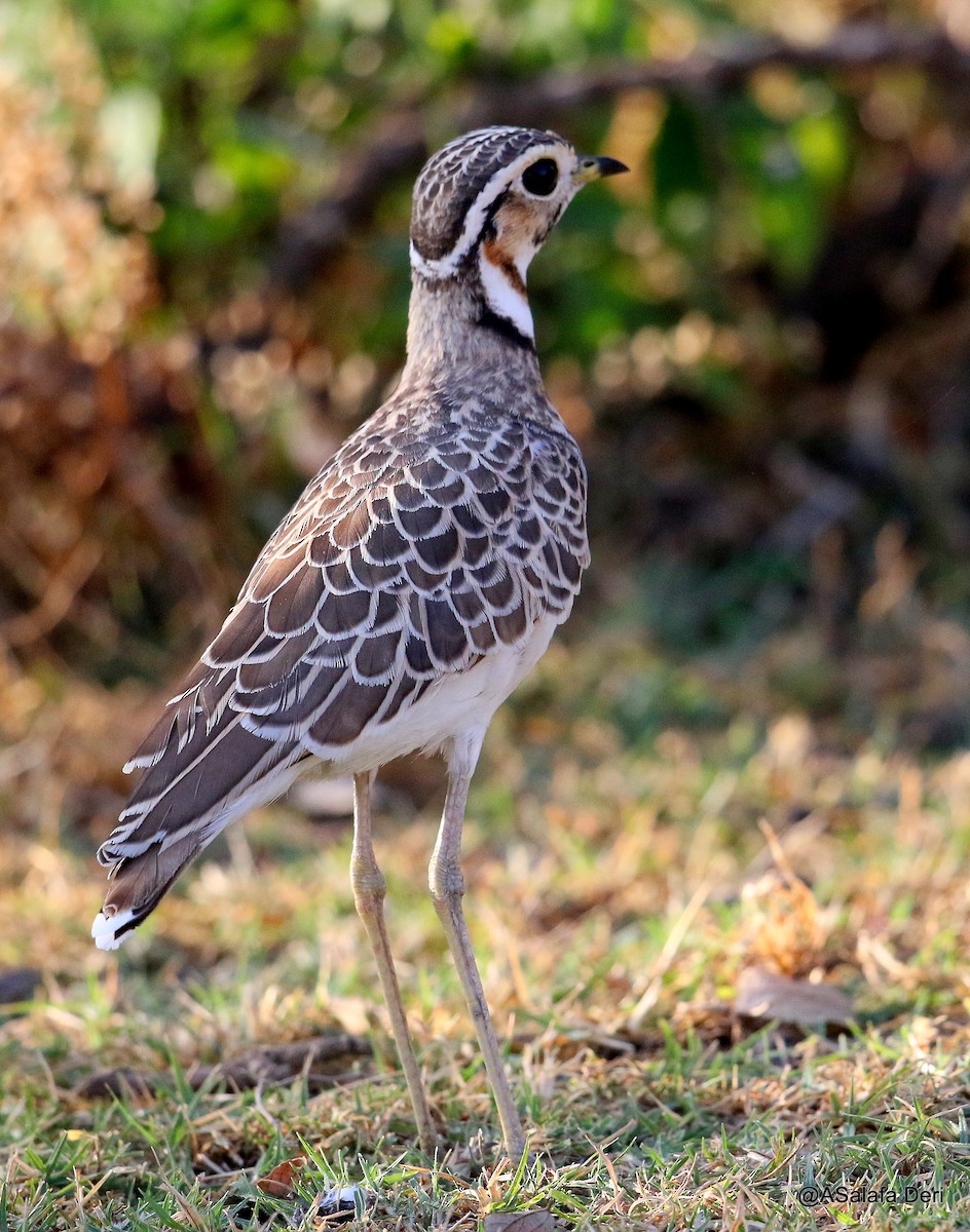 Three-banded Courser - ML203511961