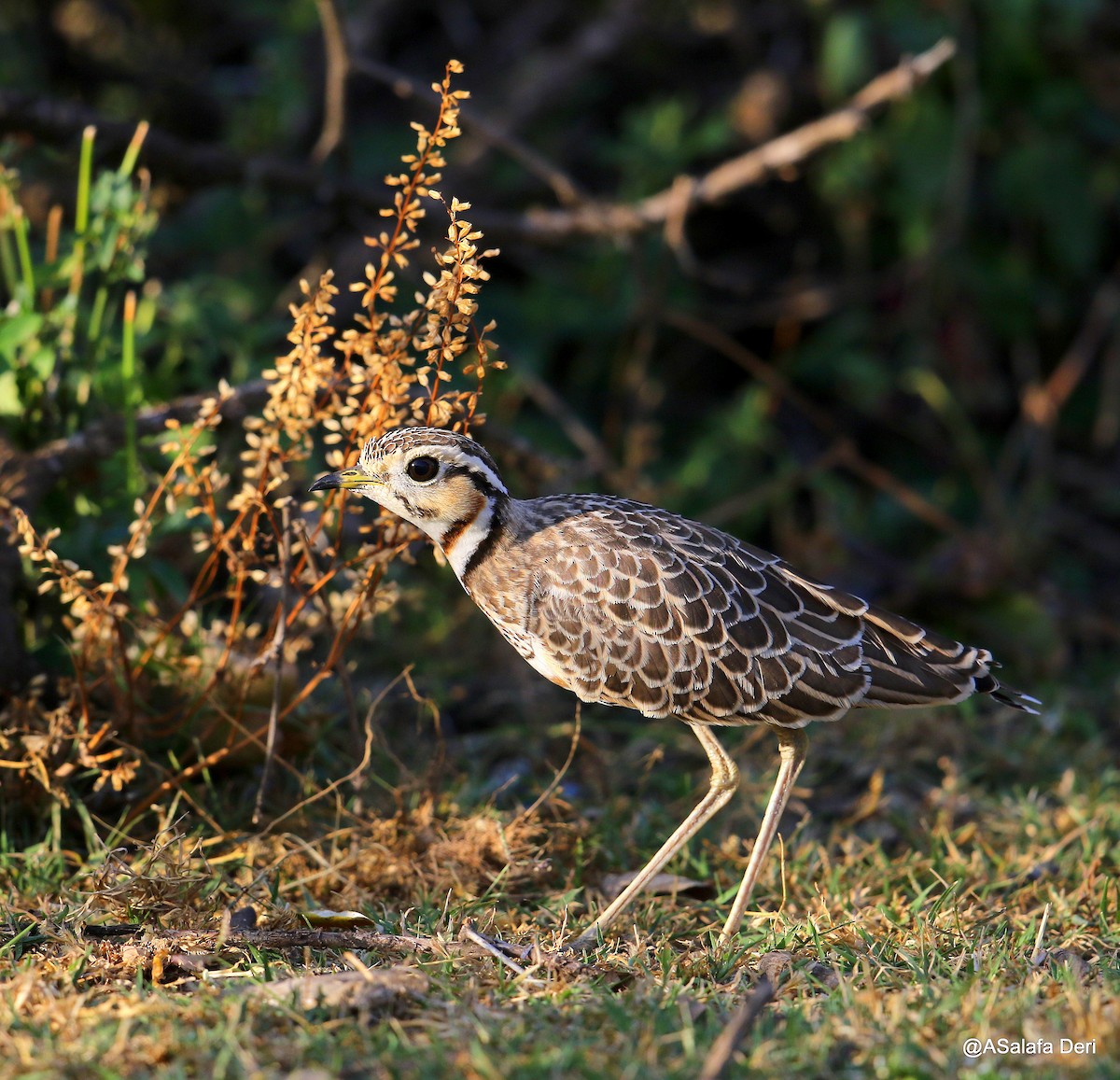 Three-banded Courser - ML203511981