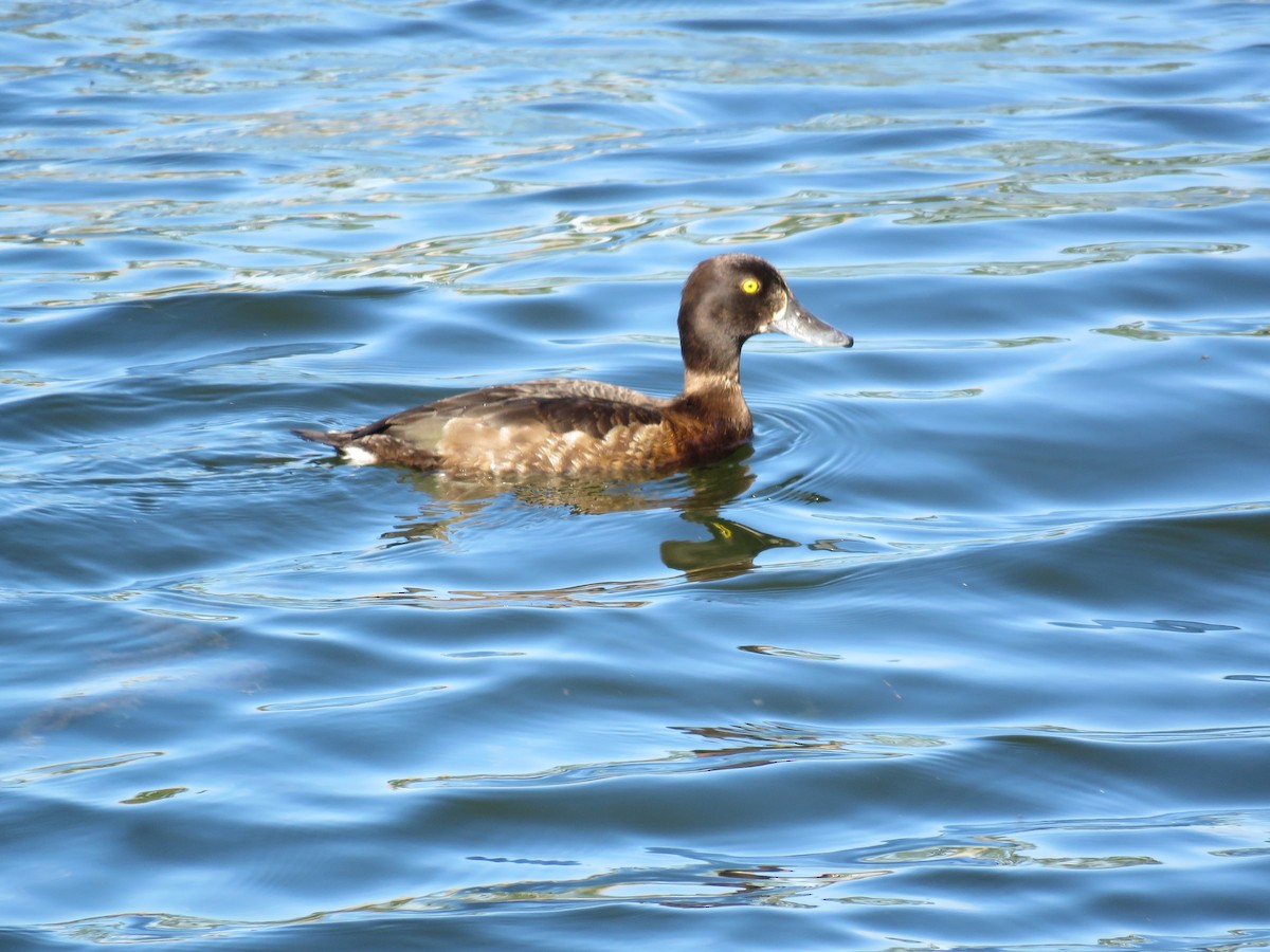 Tufted Duck - ML203513551