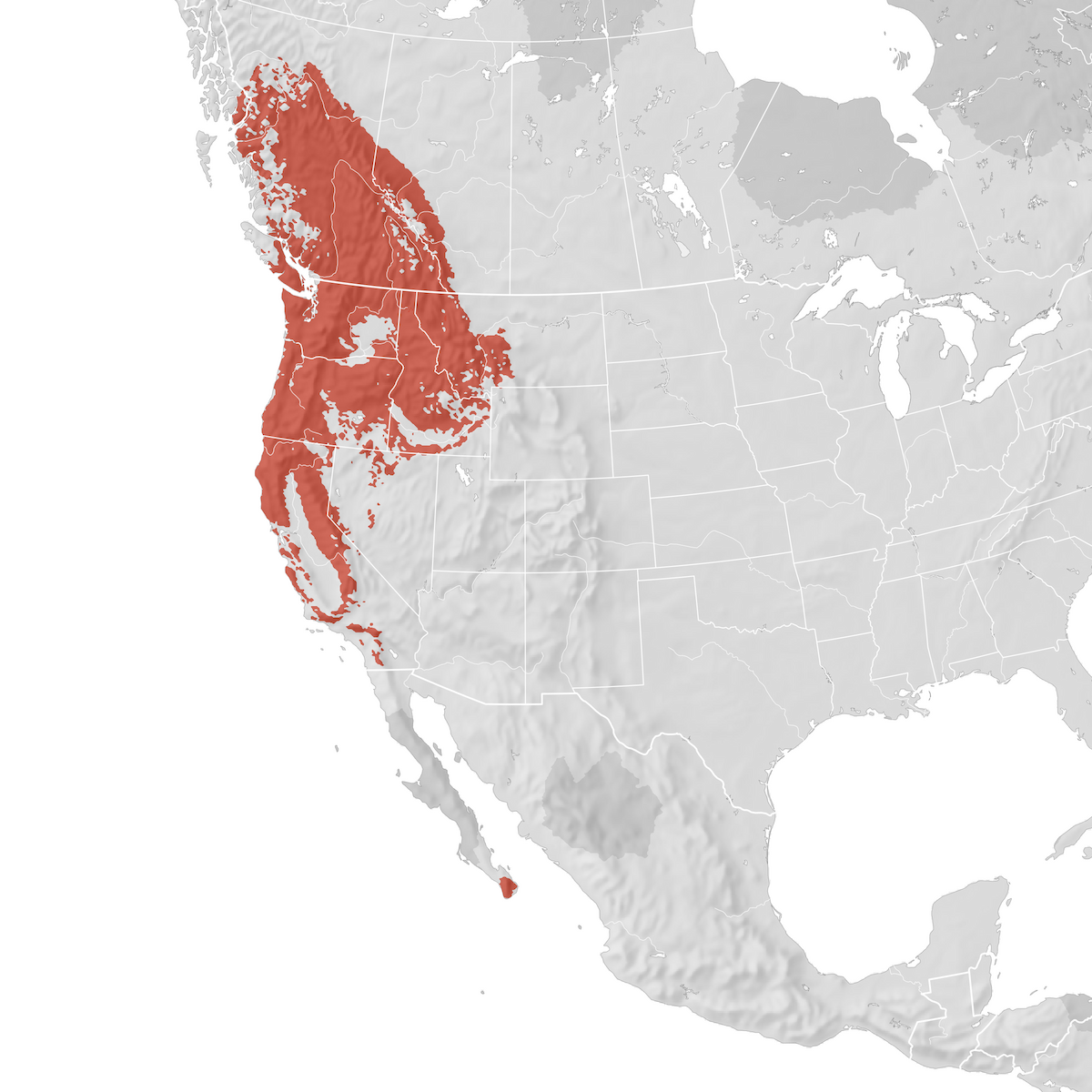 Cassin's Vireo - Range Map: Breeding - EBird Status And Trends