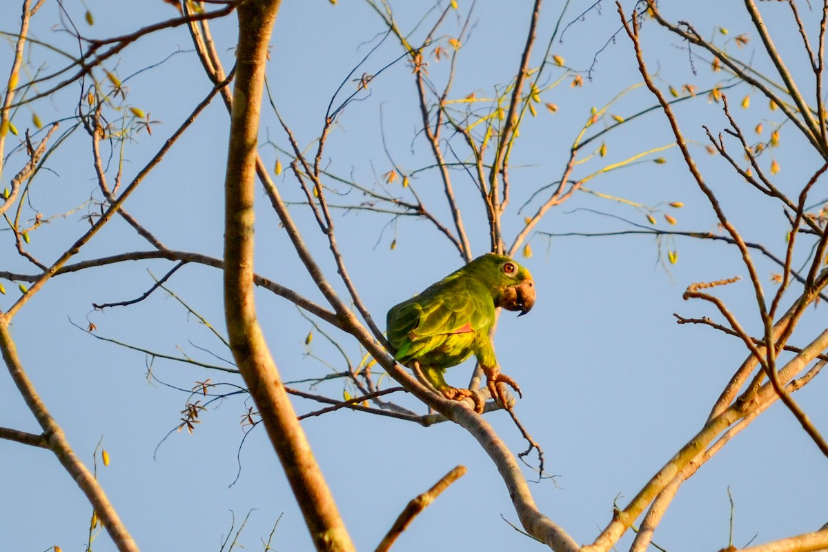 Yellow-crowned Parrot - Alison Bentley