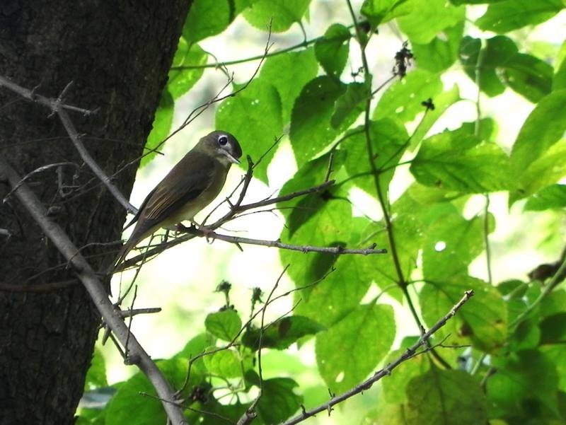 Brown-breasted Flycatcher - ML20352131