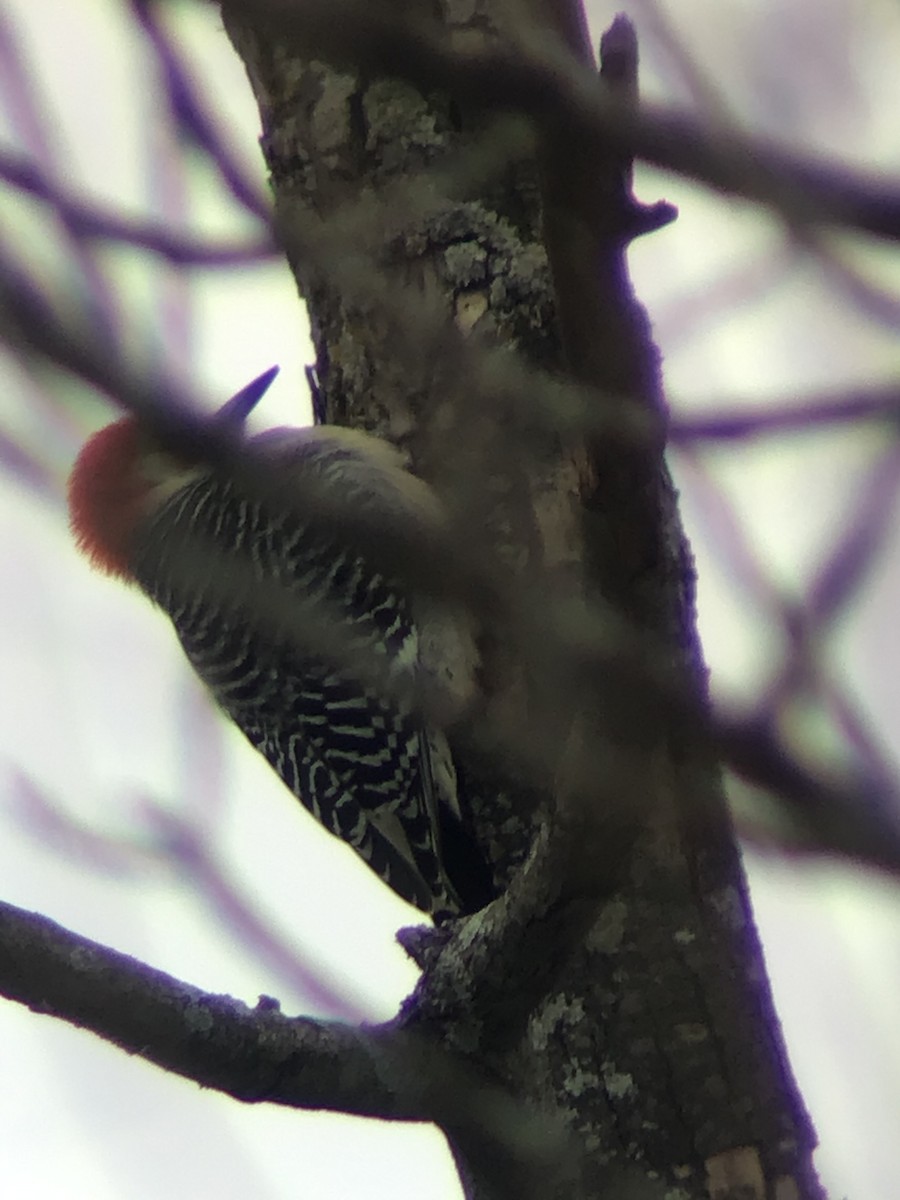 Red-bellied Woodpecker - Thomas Wood