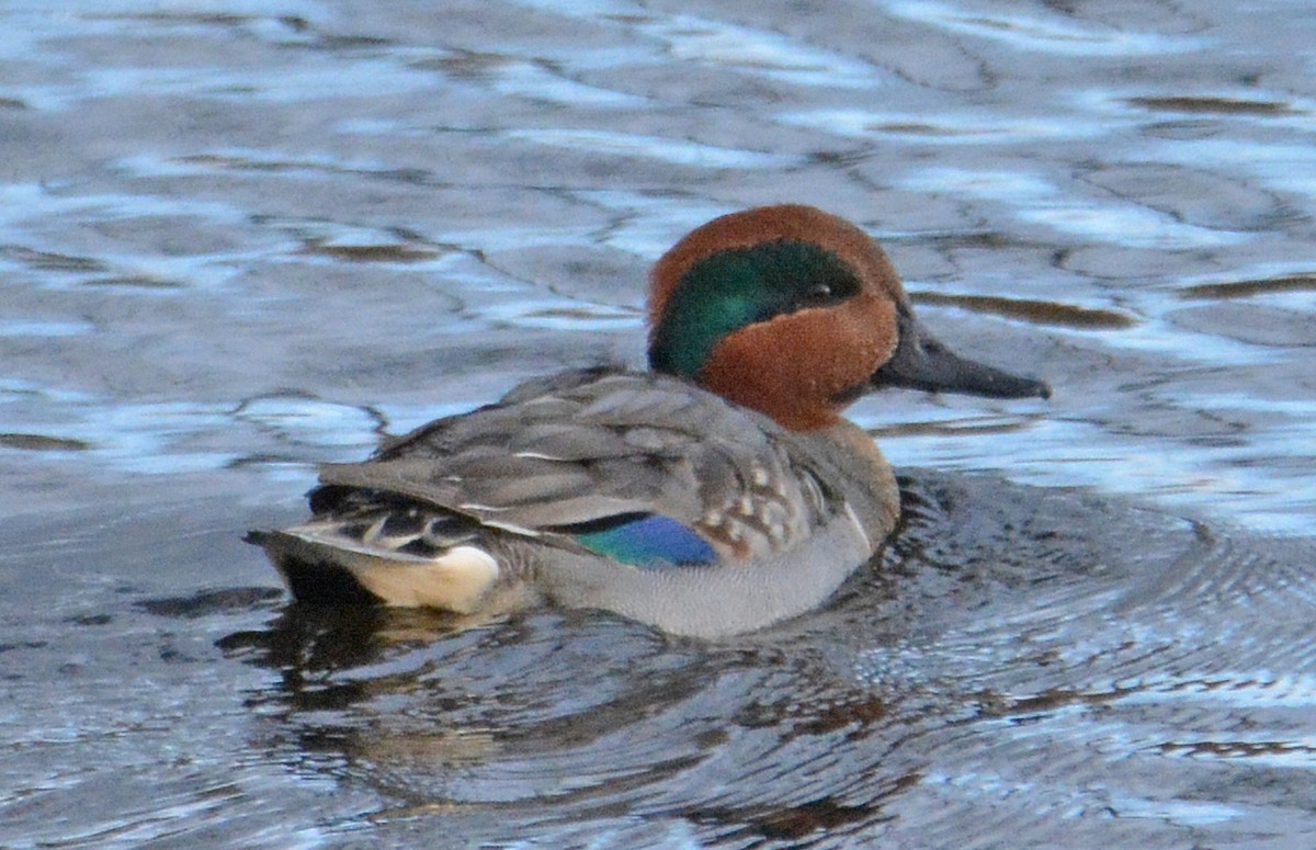 Green-winged Teal - ML203528511