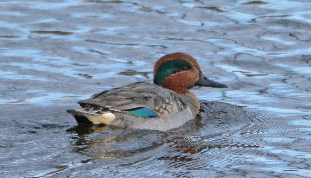 Green-winged Teal - ML203528541
