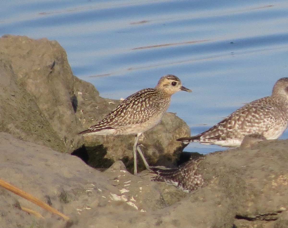 Pacific Golden-Plover - Brittany O'Connor