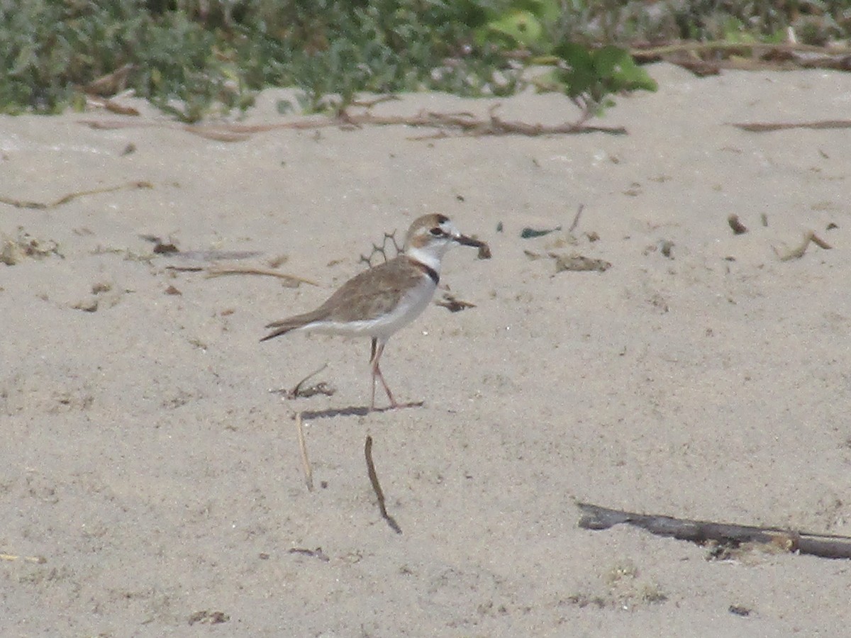 Collared Plover - ML203529821