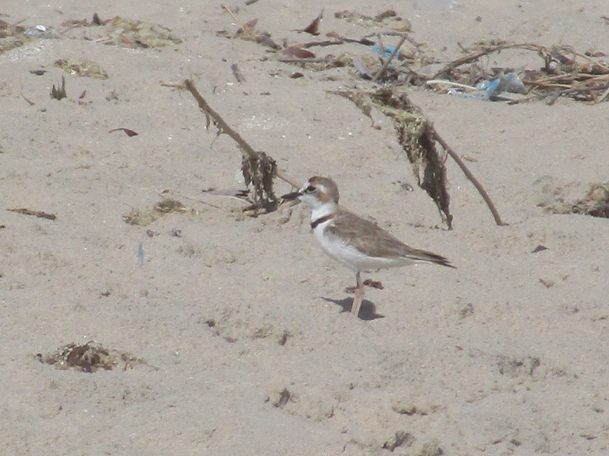 Collared Plover - ML203530081