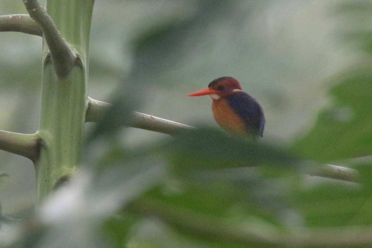 African Pygmy Kingfisher - ML203530241