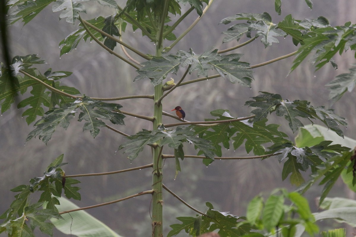 African Pygmy Kingfisher - ML203530301