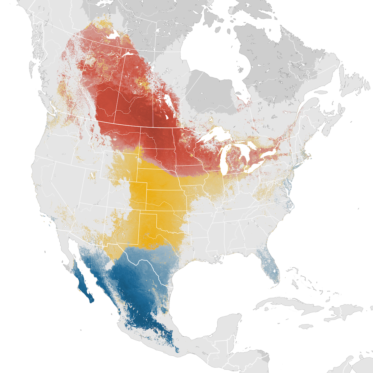 Clay Colored Sparrow Abundance Map Ebird Status And Trends