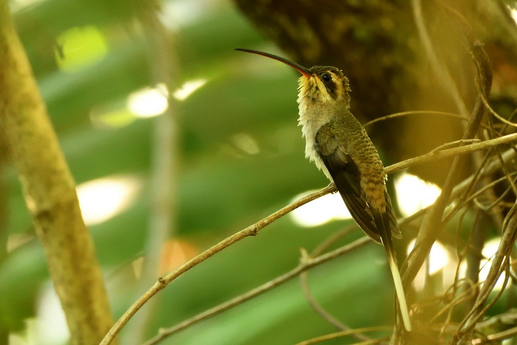Мексиканский колибри-отшельник - ML203532971