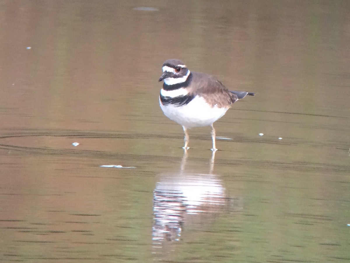 ML20353431 Killdeer Macaulay Library