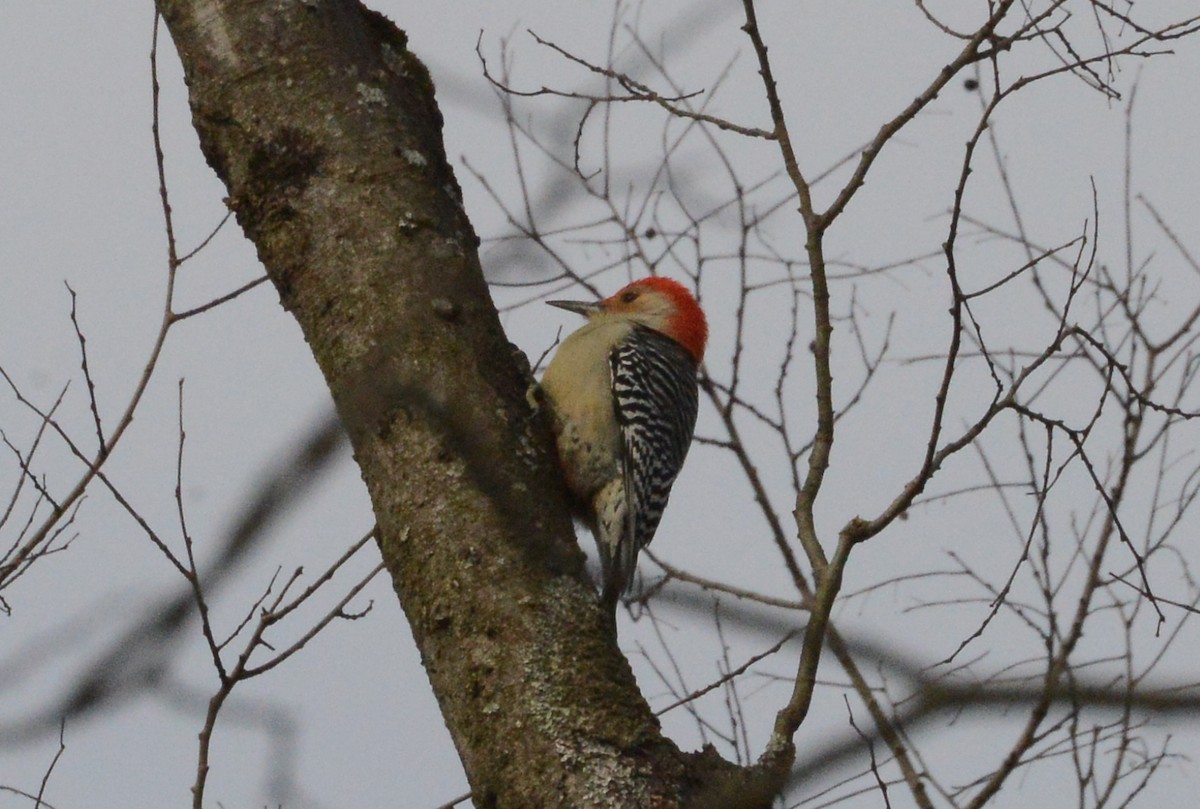 Red-bellied Woodpecker - ML203536151
