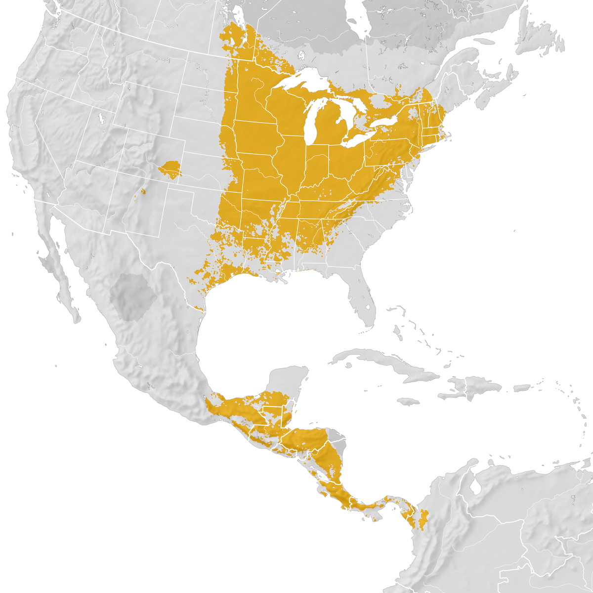 Goldenwinged Warbler Range map Prebreeding migration eBird