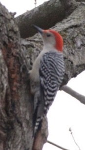 Red-bellied Woodpecker - ML203539291