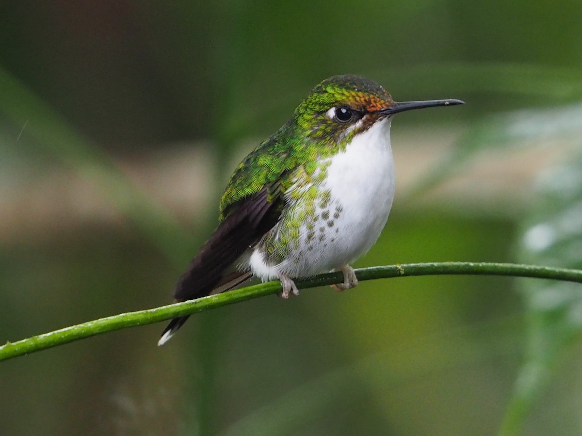 White-booted Racket-tail - Geraint Langford