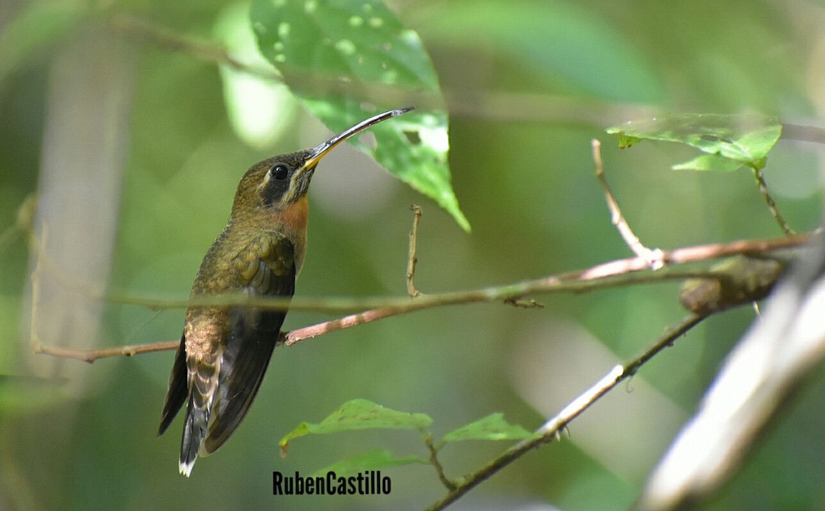 Band-tailed Barbthroat - Ruben Castillo