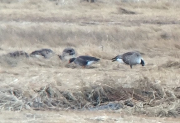 Greater White-fronted Goose - Rick Heil