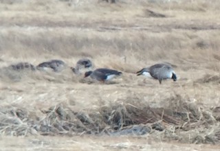 Greater White-fronted Goose, ML203551961