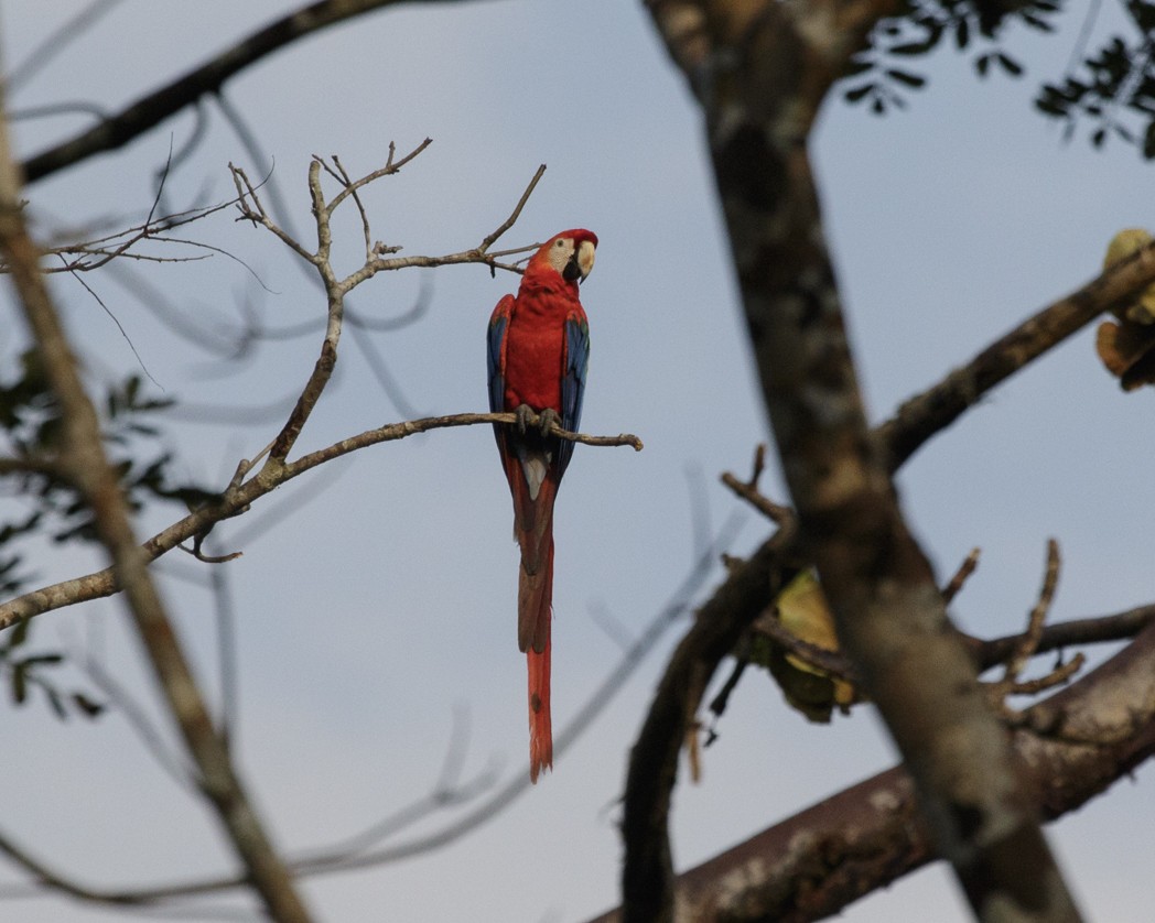 Scarlet Macaw - ML203553321