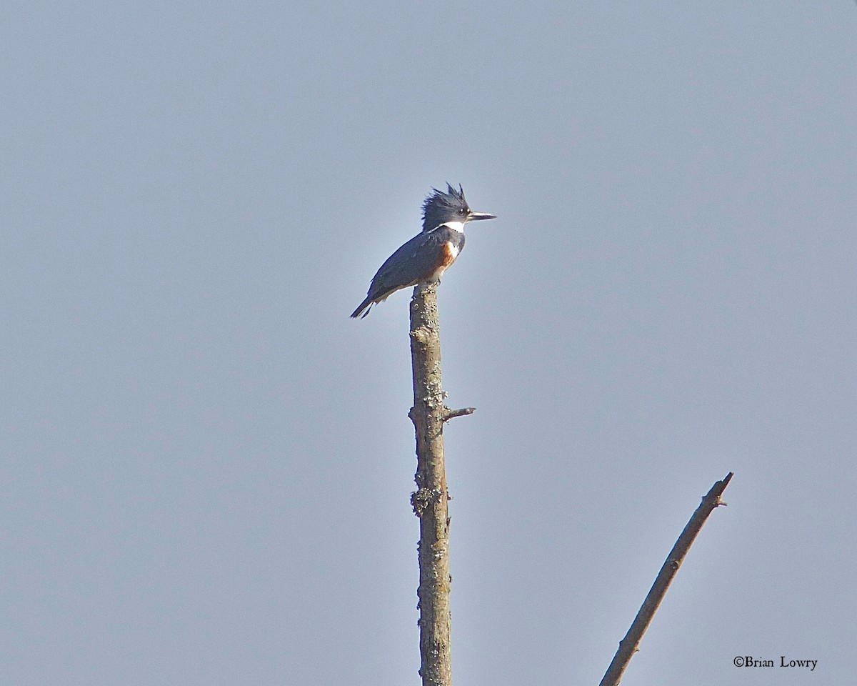 Belted Kingfisher - ML20355441
