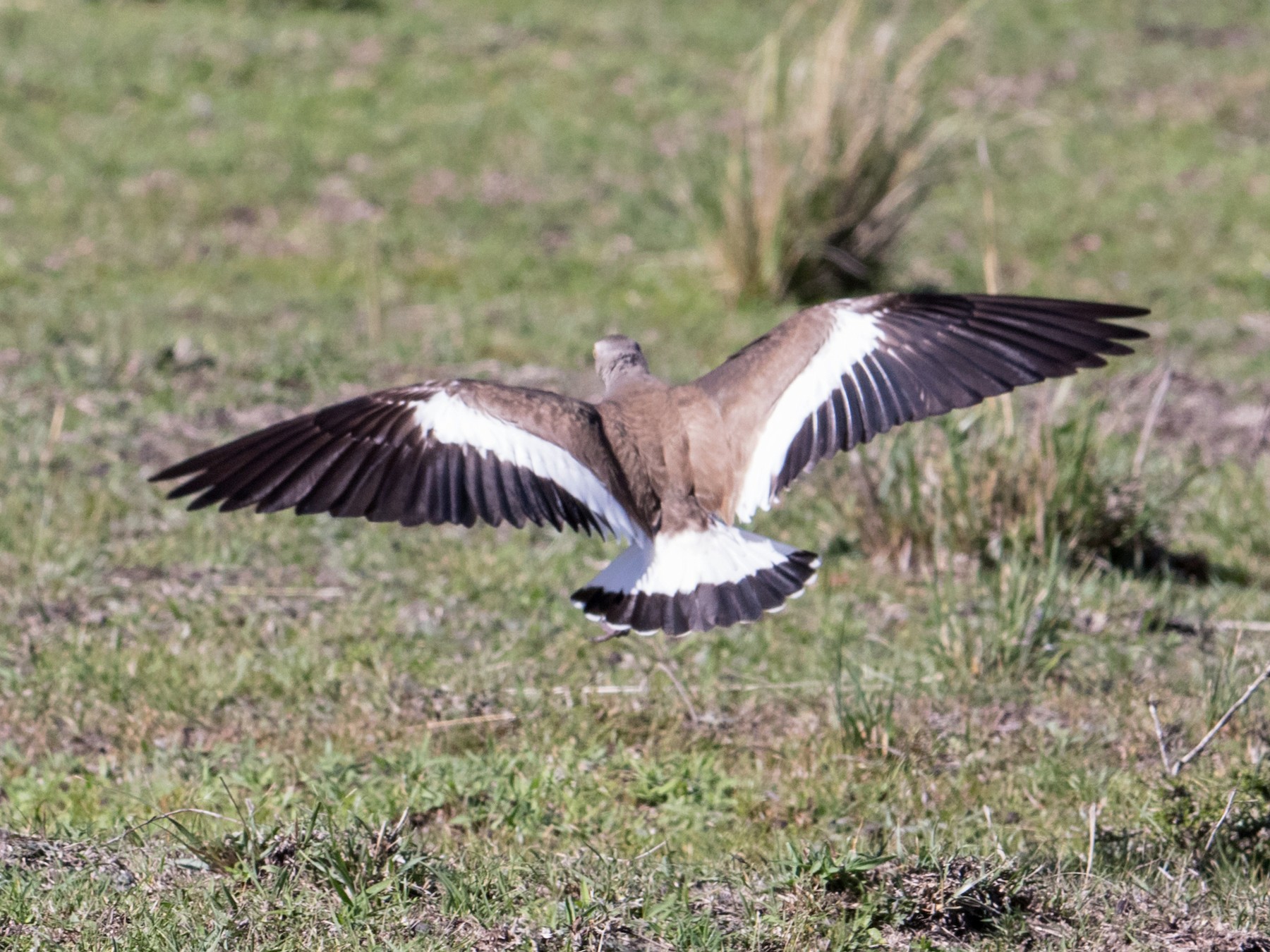 Blackwinged Lapwing eBird