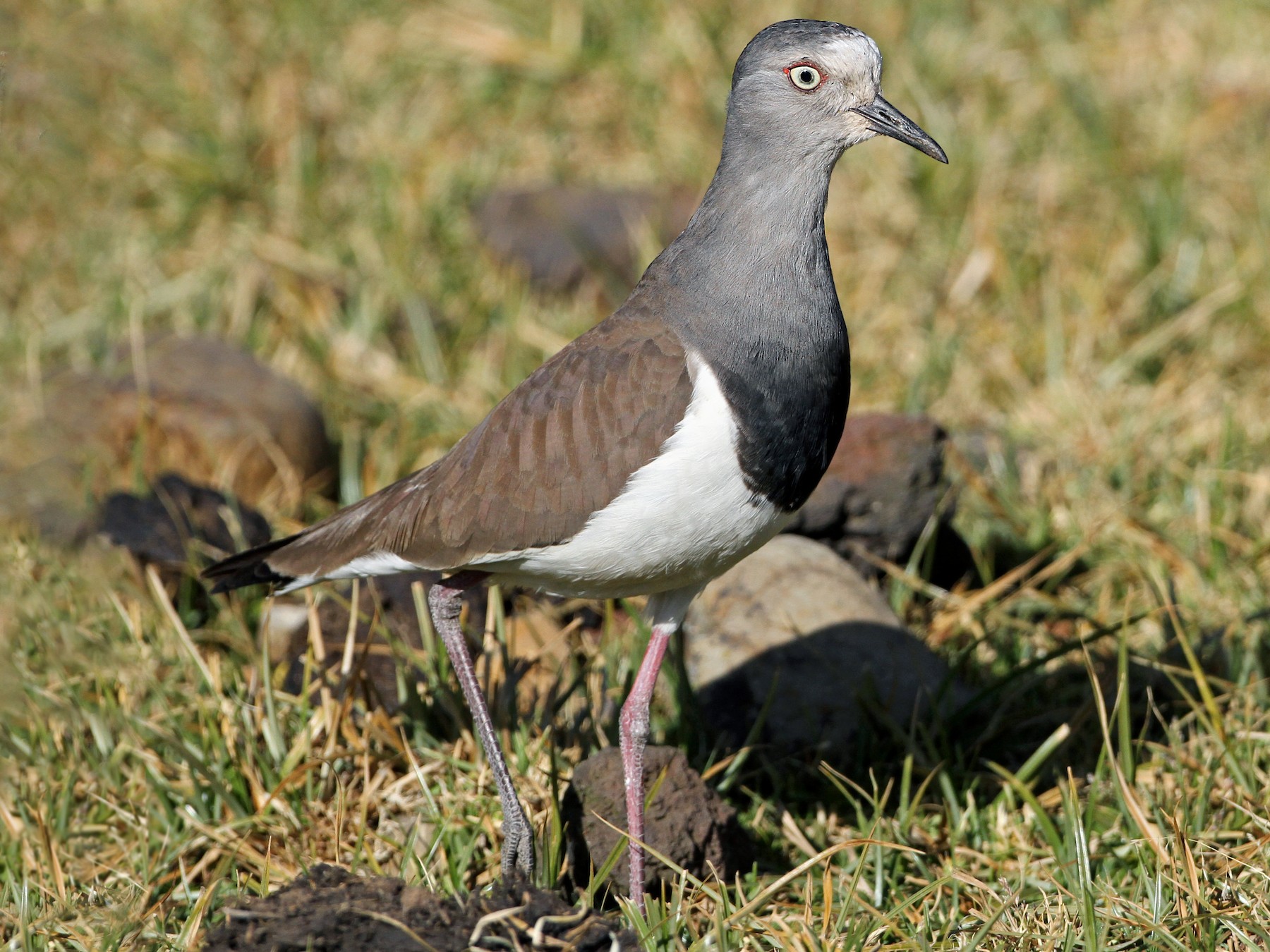 Black-winged Lapwing - Anonymous