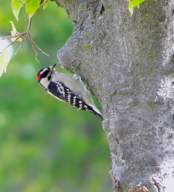 Downy Woodpecker (Eastern) - Ted Floyd