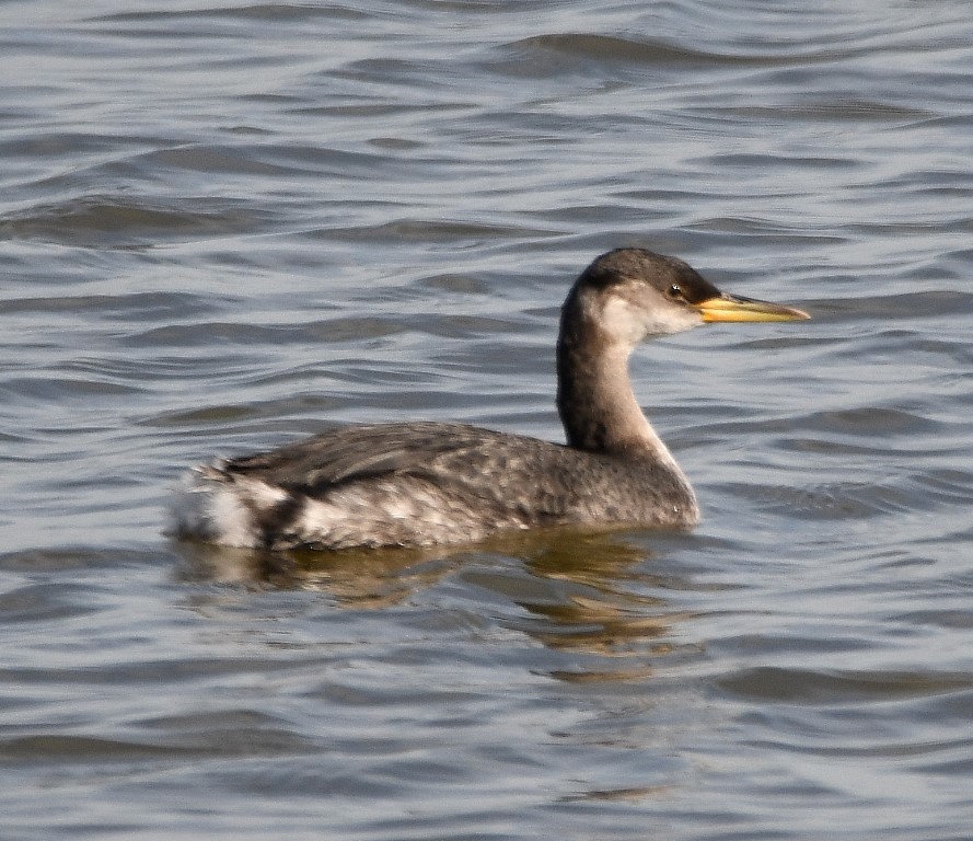 Red-necked Grebe - ML203558261