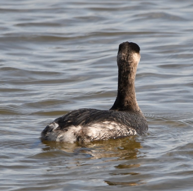 Red-necked Grebe - ML203558271