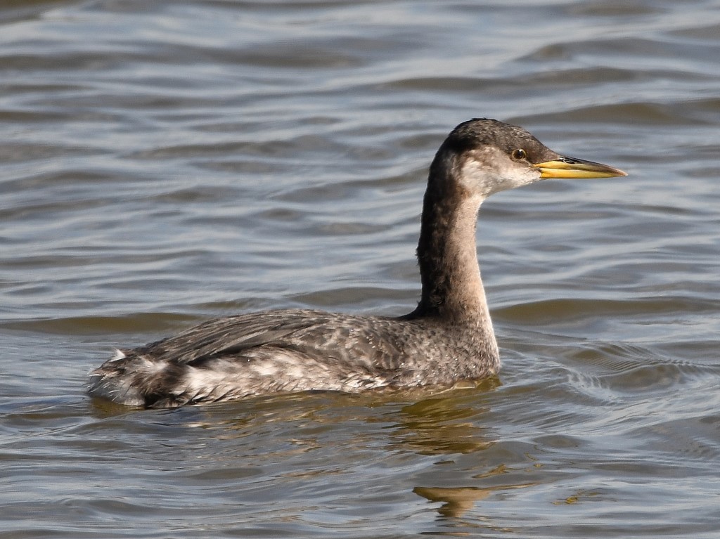 Red-necked Grebe - ML203558281