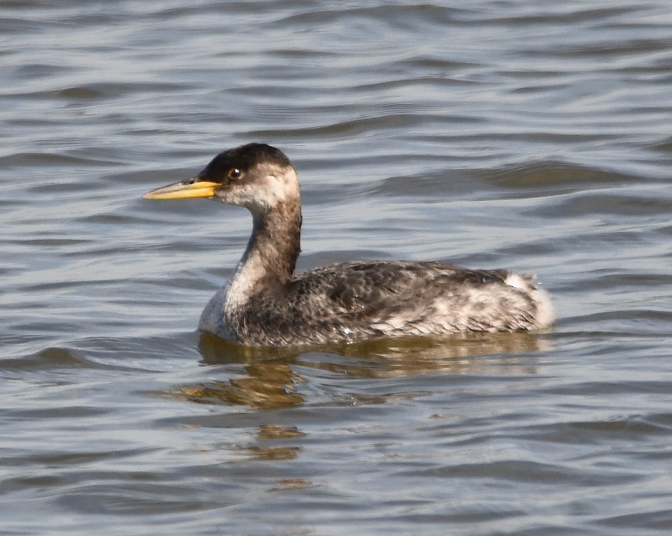 Red-necked Grebe - ML203558291