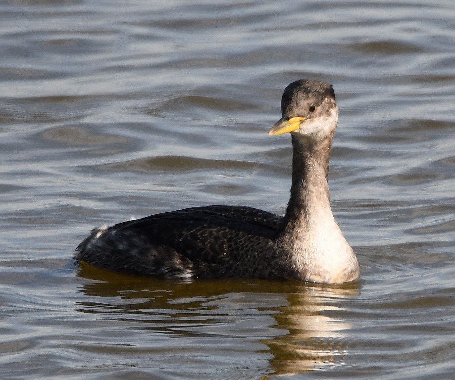 Red-necked Grebe - ML203558301