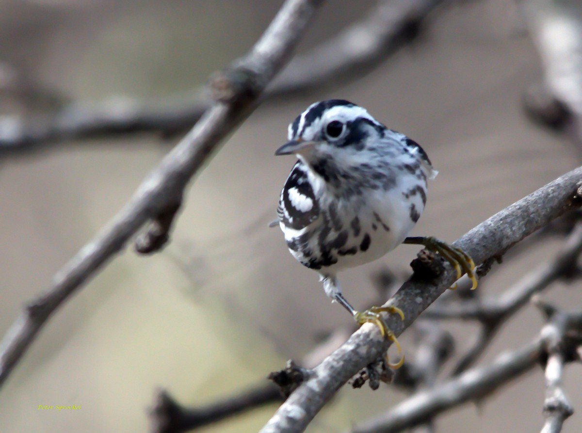 Black-and-white Warbler - ML203558601