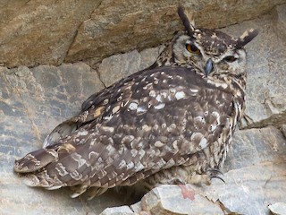 イワワシミミズク - eBird