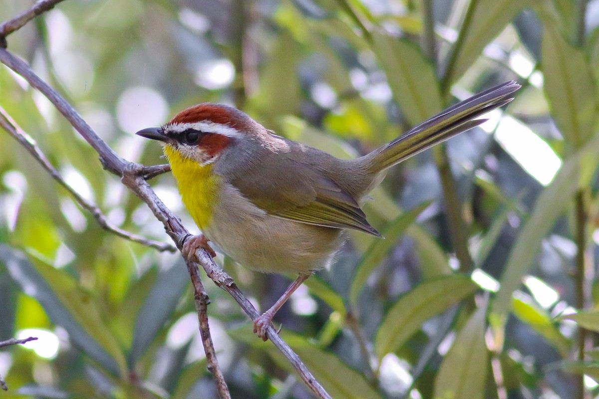 Rufous-capped Warbler - ML20356201