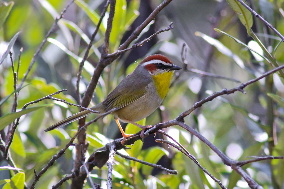 Rufous-capped Warbler - ML20356211