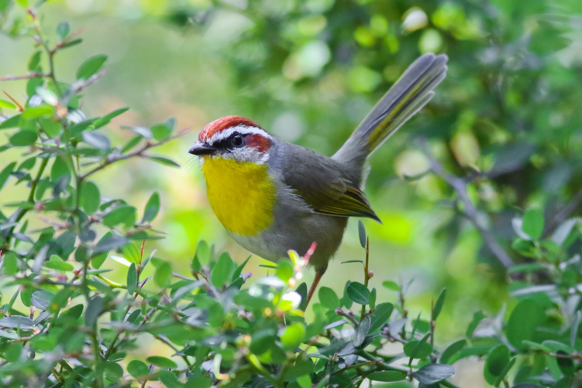 Rufous-capped Warbler - ML20356221