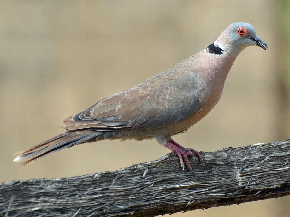 Mourning Collared-Dove - Henry Cook