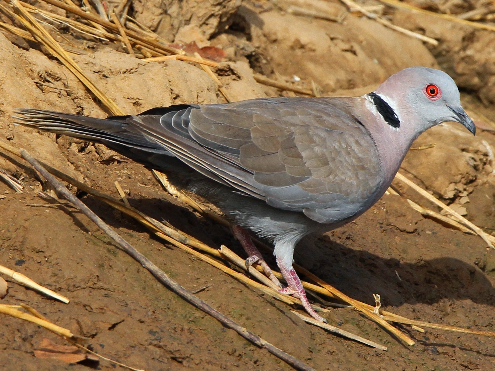 Mourning Collared Dove eBird