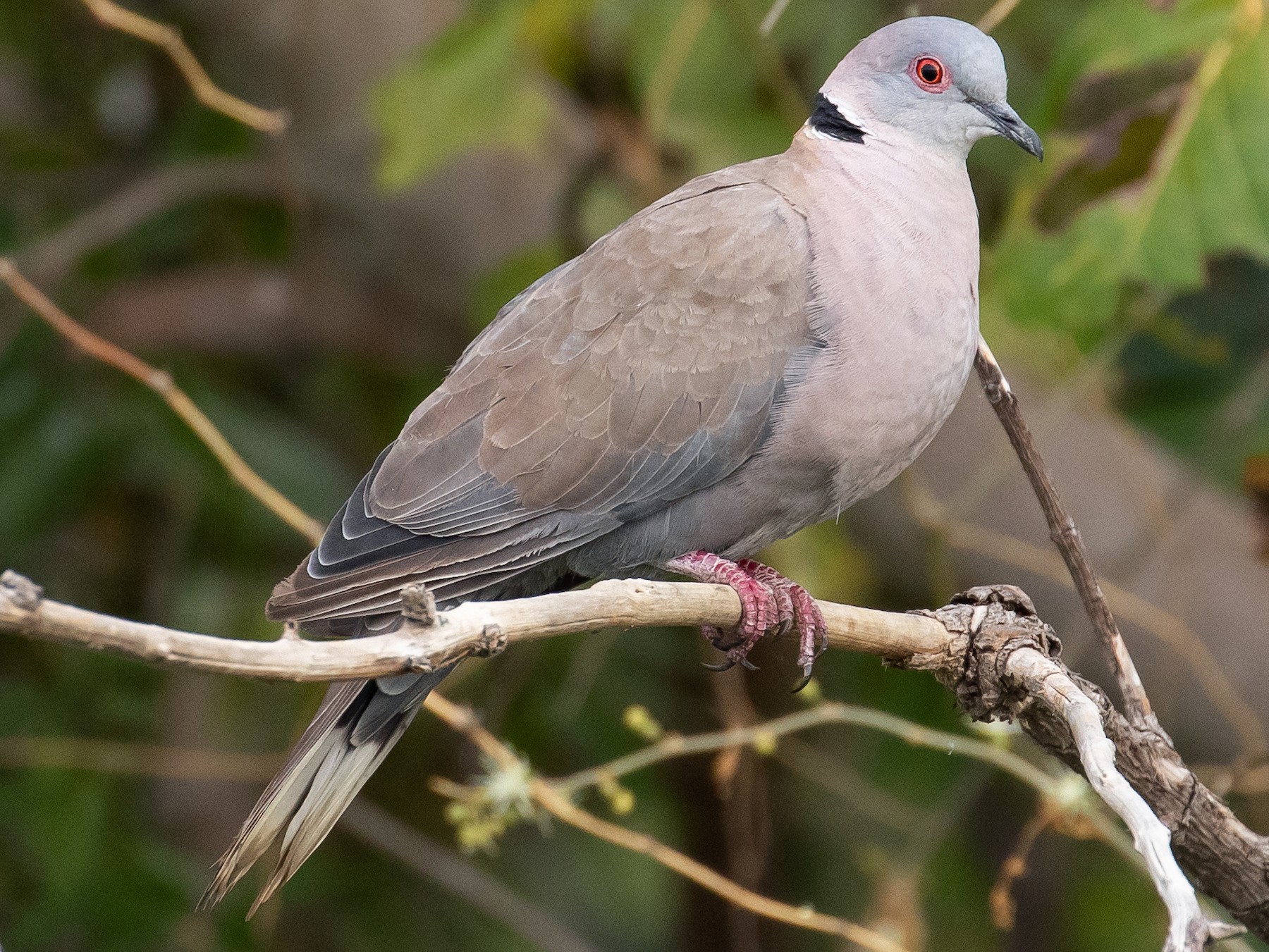 African Mourning Dove Ebird