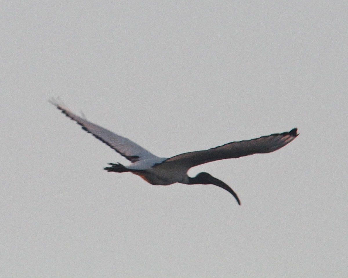 African Sacred Ibis - Dale Provost
