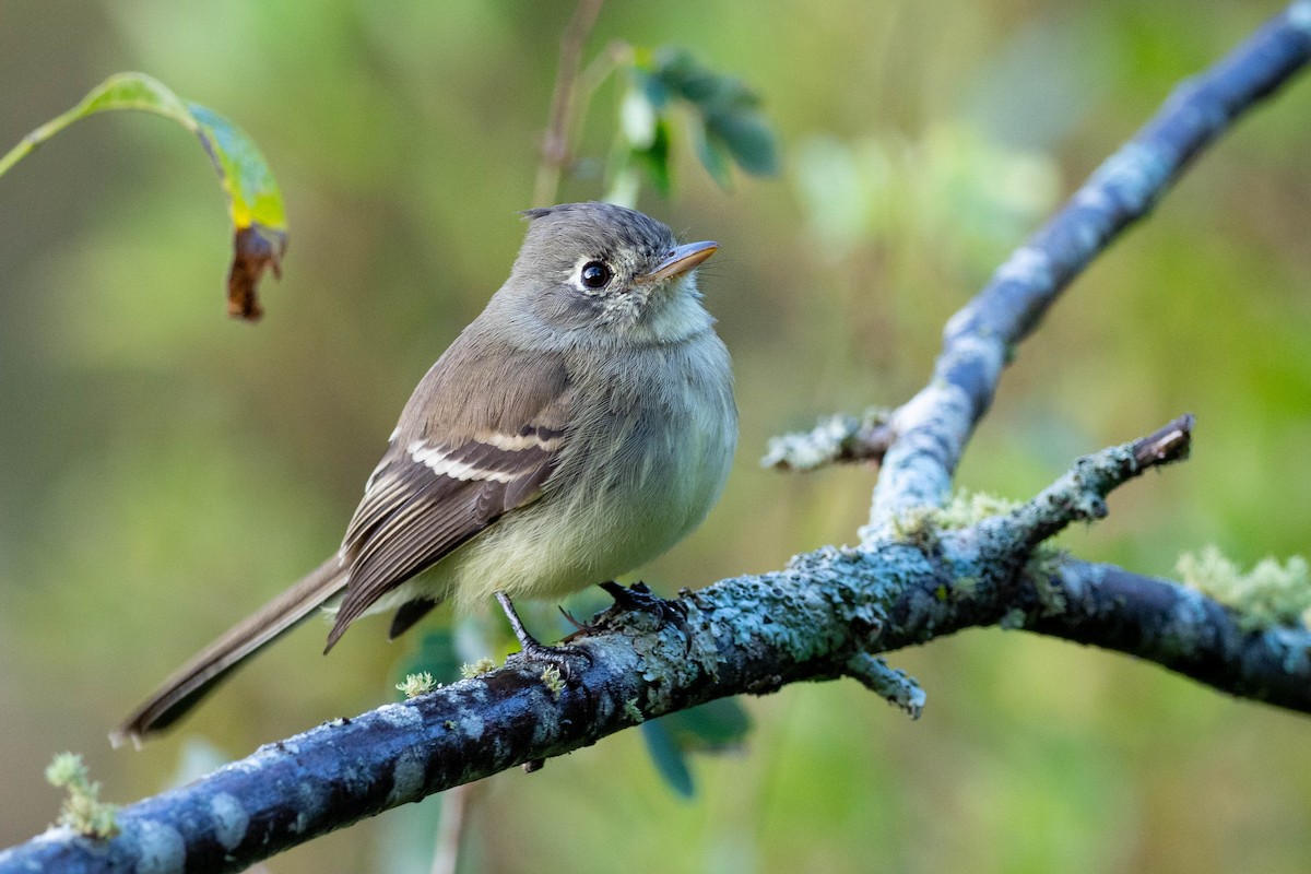 Pileated Flycatcher - Phil Chaon