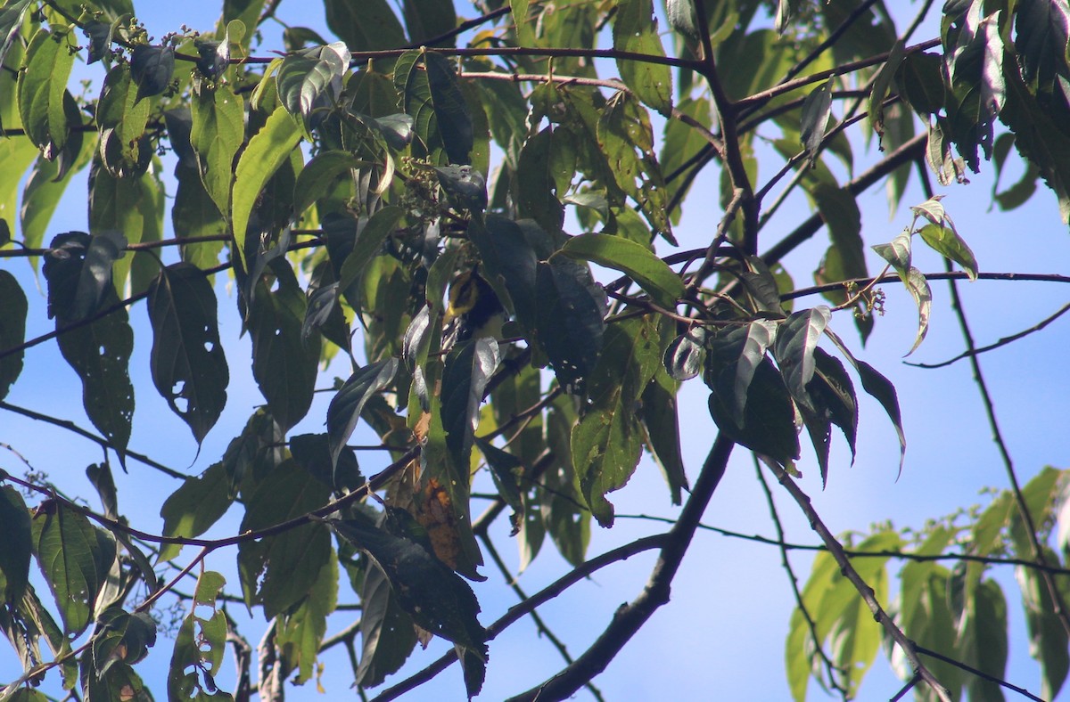 Black-throated Green Warbler - Byron Araya