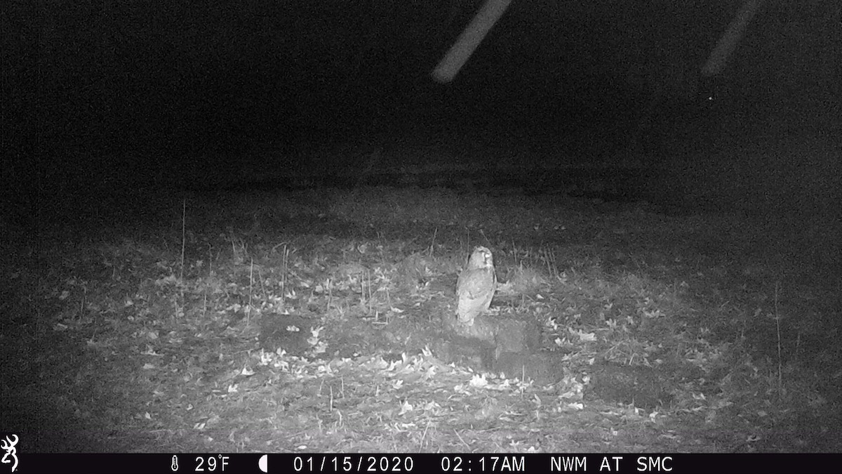 Great Horned Owl - ML203574161
